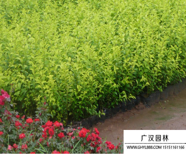 日本女貞