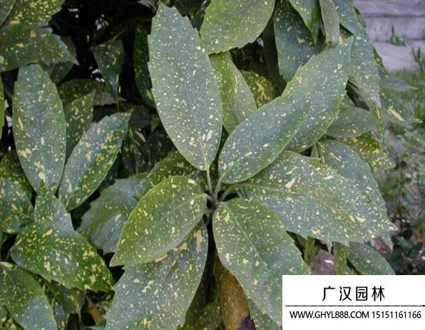 桃葉珊瑚