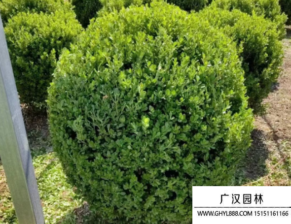 小葉黃楊球