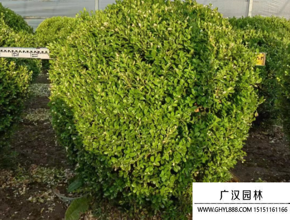 小葉黃楊球