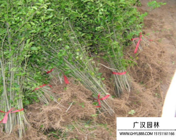 水蠟苗
