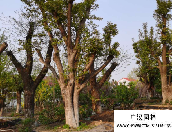 柿子樹