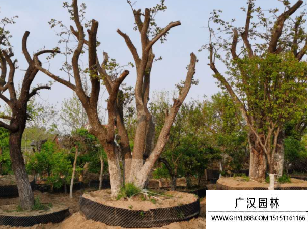 柿子樹