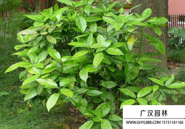 桃葉珊瑚樹