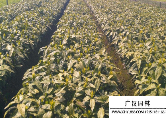 桃葉珊瑚樹