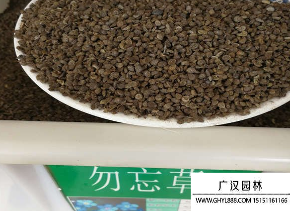 勿忘我種子