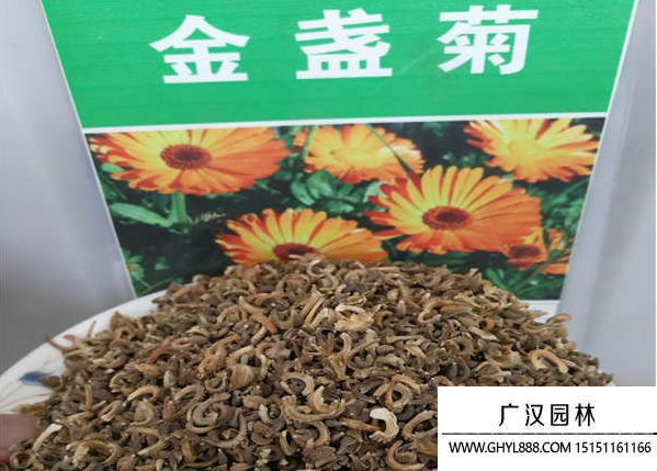金盞菊種子