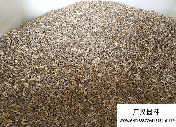 金盞菊種子