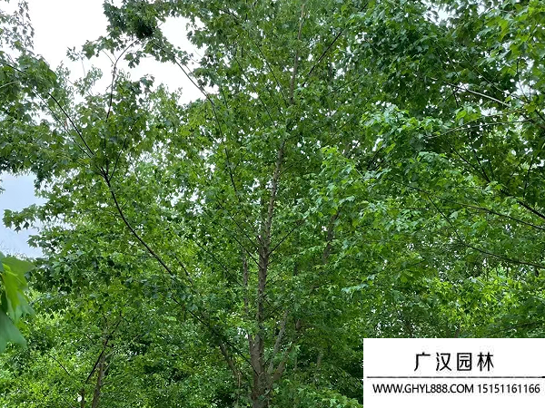 三角楓盆景