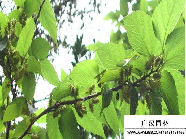 桑樹