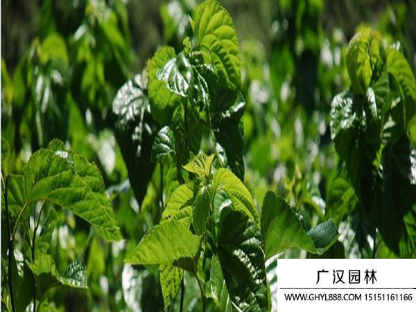 桑樹