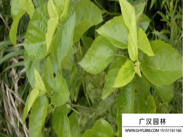 桑樹