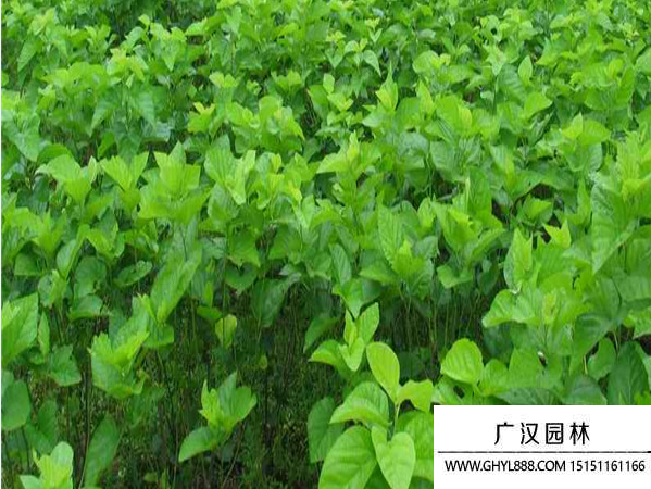桑樹