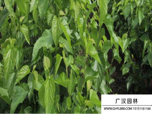 桑樹