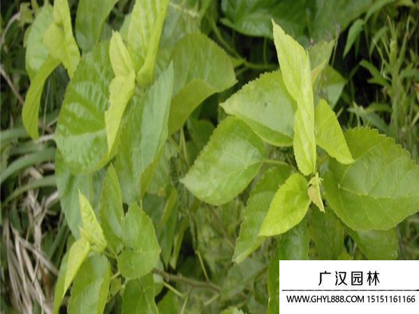 桑樹