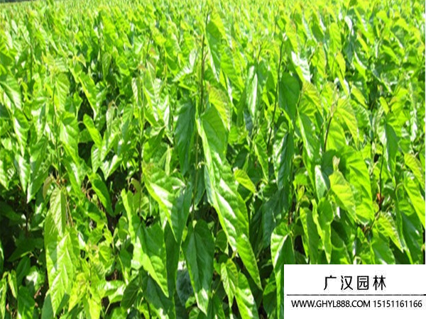 桑樹