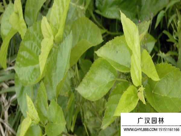 桑樹