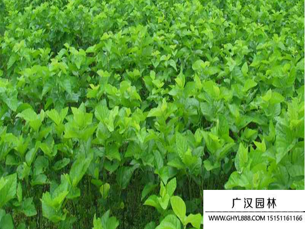桑樹