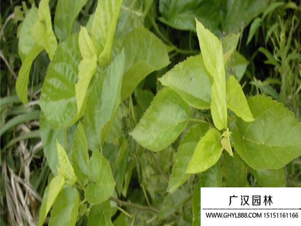 桑樹