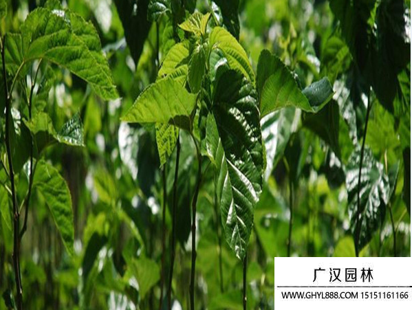桑樹