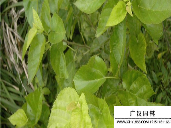 桑樹