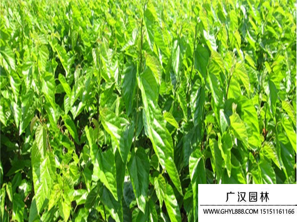 桑樹