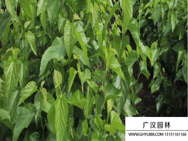 桑樹