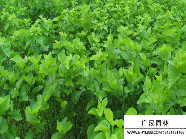 桑樹