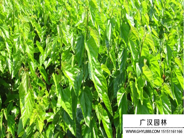 桑樹