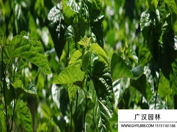 桑樹