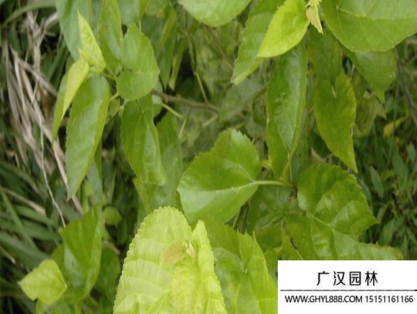 桑樹