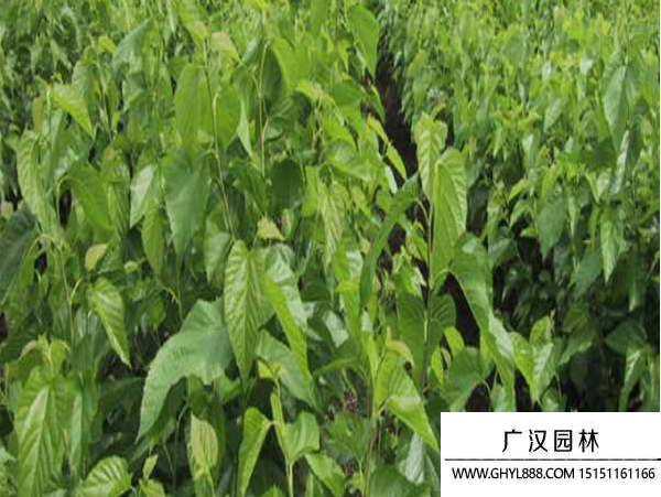桑樹