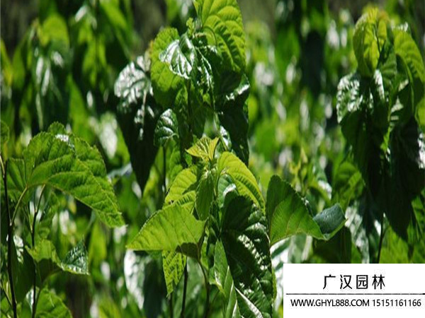 桑樹