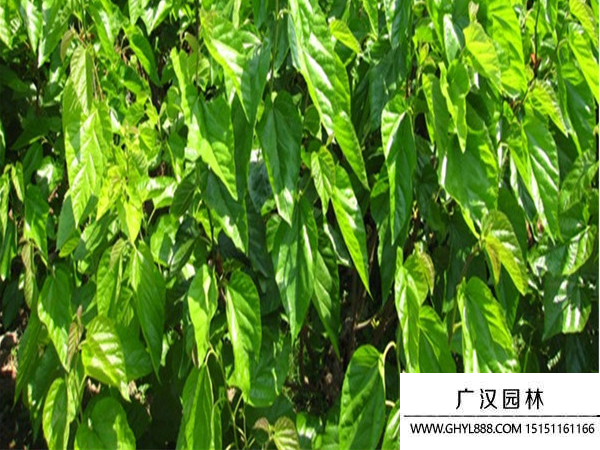 桑樹