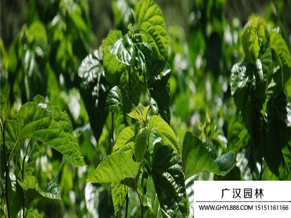 桑樹