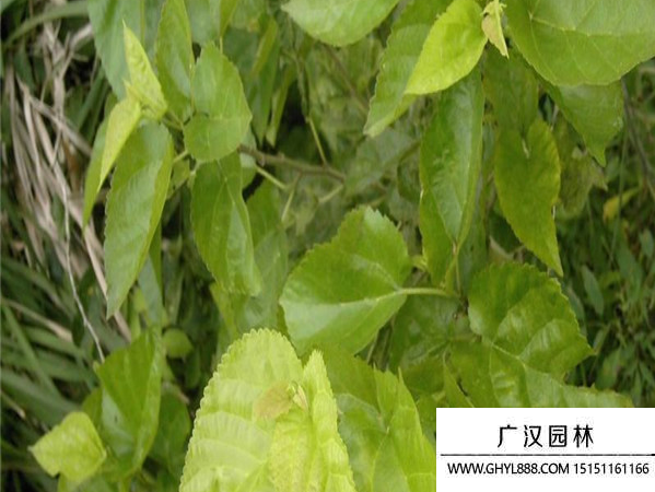 桑樹