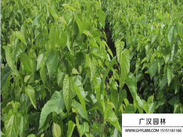 桑樹
