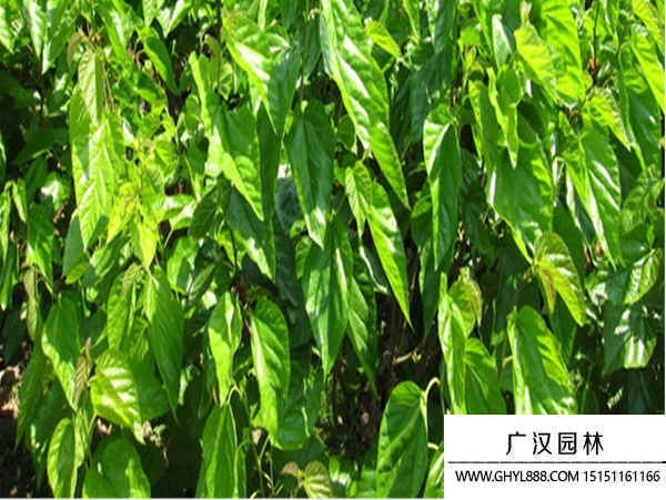 桑樹