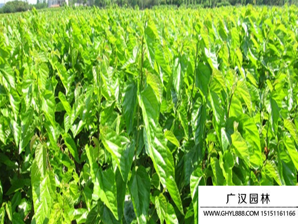 桑樹