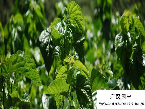 桑樹