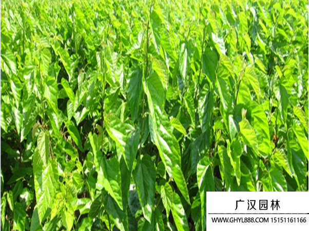 桑樹