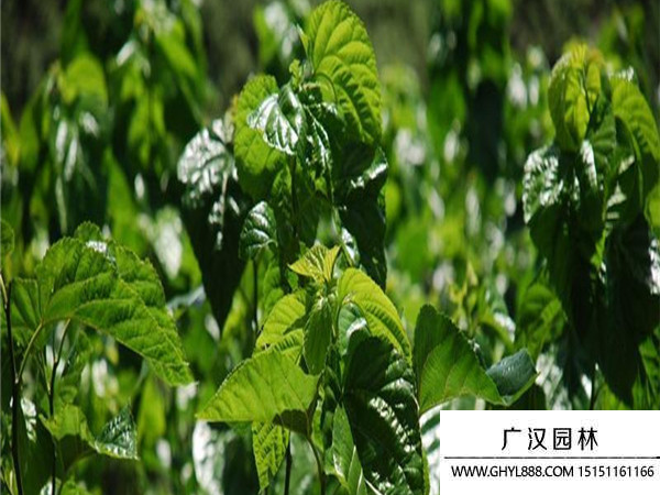 桑樹