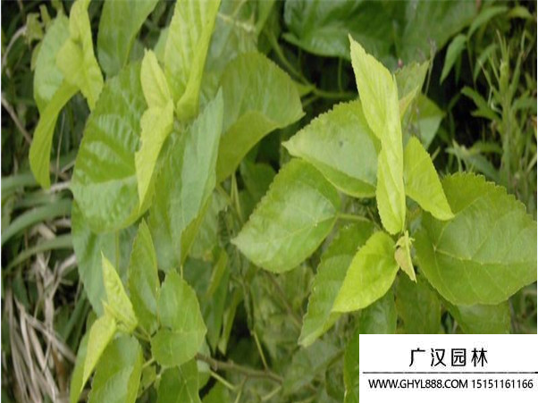 桑樹