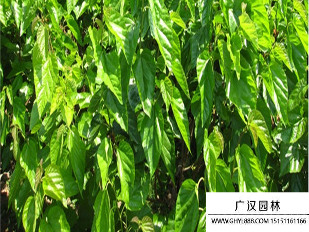 桑樹