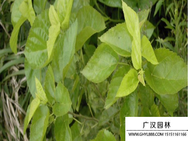 桑樹