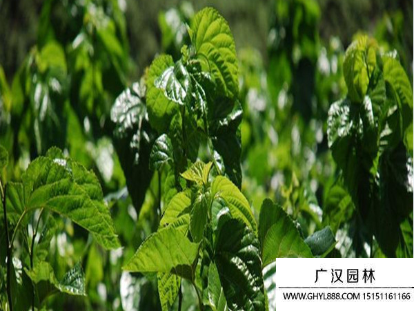 桑樹