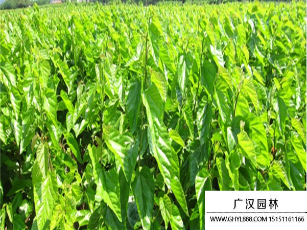桑樹