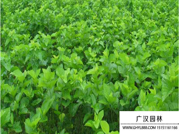 桑樹