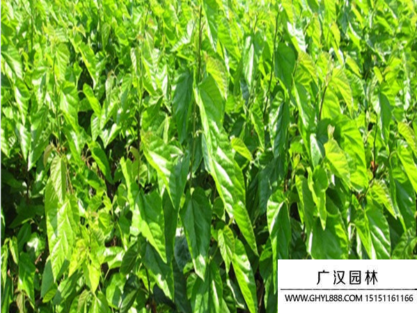 桑樹