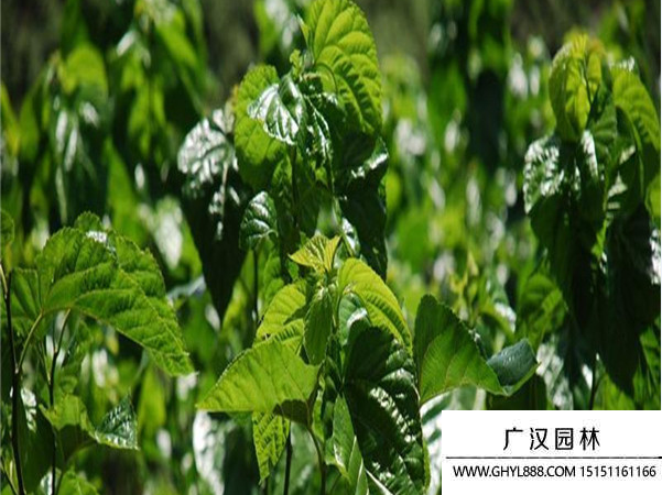 桑樹